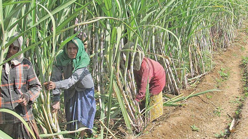 agri3